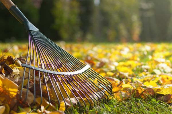 Leaf Cleanup Service in Prescott Valley