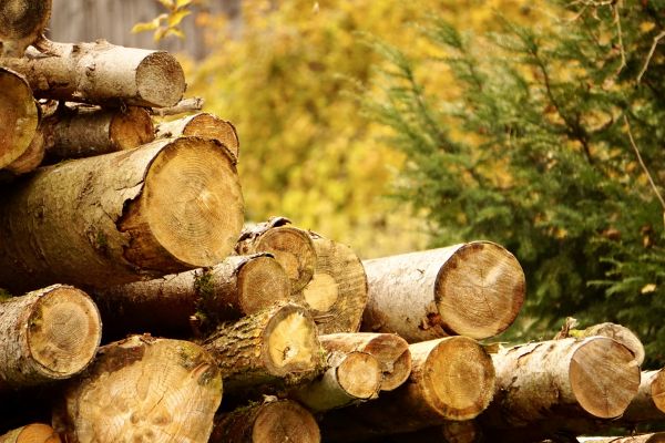 Wood Pile Removal in Prescott Valley
