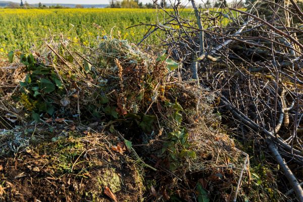 Brush Disposal in Prescott Valley