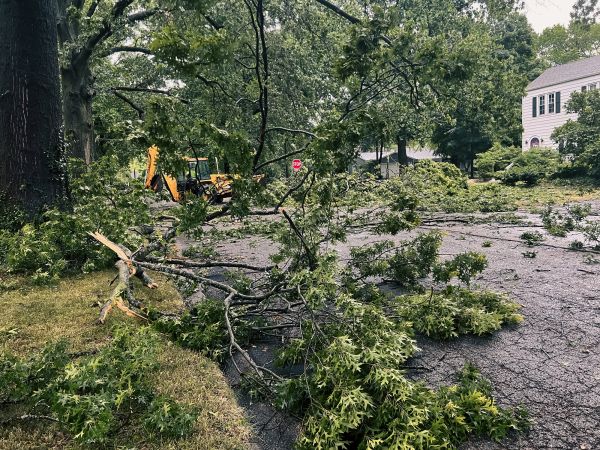 Tree Branch Disposal in Prescott Valley