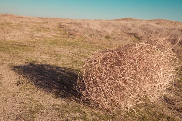 Tumbleweed Removal in Prescott Valley
