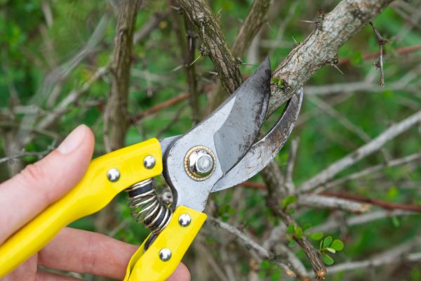 Limbs Removal in Prescott Valley