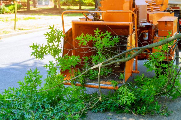 Tree Branches Removal in Prescott Valley