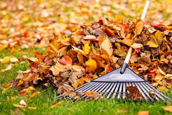 Yard Leaf Removal in Prescott Valley