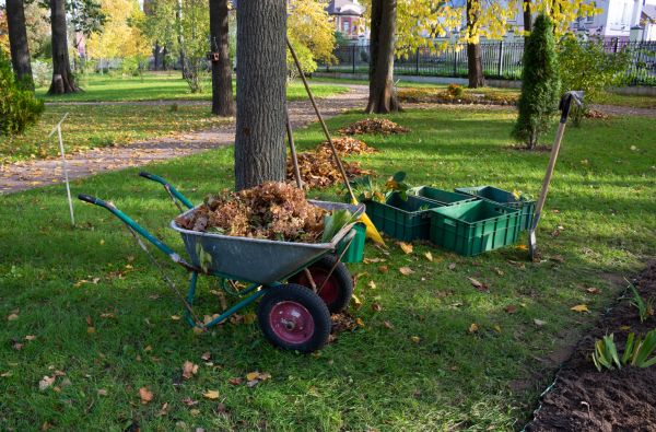 Leaf Clearing Service in Prescott Valley