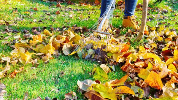 Lawn Cleanup Service in Prescott Valley