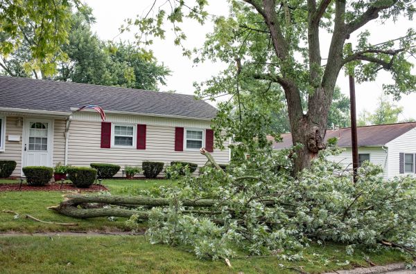Fallen Branch Removal in Prescott Valley