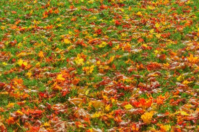 Scenic Yard with Fallen Leaves